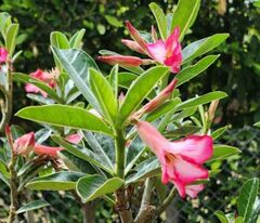 Adenium
