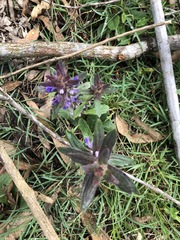 Ajuga australis