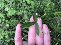 Glycine tabacina