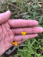 Chrysocephalum apiculatum