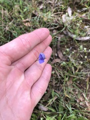 Wahlenbergia gracilis