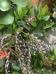 Ixora coccinea