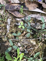 Glycine tabacina