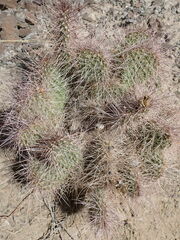 Opuntia polyacantha erinacea