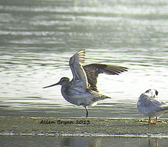 Limosa lapponica