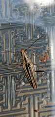 Navomorpha sulcata