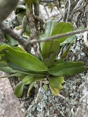 Cyrtorchis arcuata arcuata