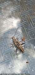 Navomorpha sulcata
