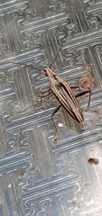 Navomorpha sulcata