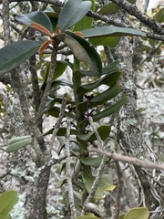 Cyrtorchis arcuata arcuata
