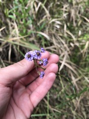 Verbena litoralis
