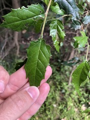 Aphananthe philippinensis