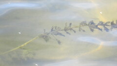 Myriophyllum