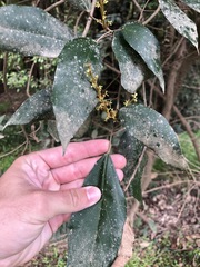 Mallotus philippensis