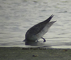 Limosa lapponica
