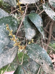 Mallotus philippensis