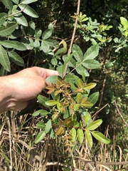 Schinus terebinthifolia