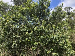 Schinus terebinthifolia