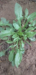 Rumex hypogaeus