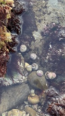 Littorina subrotundata