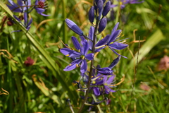 Camassia