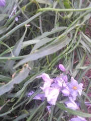 Solanum amygdalifolium