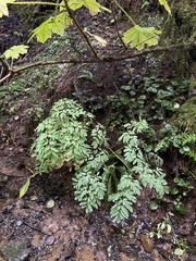 Corydalis scouleri
