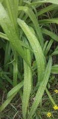 Hemerocallis fulva