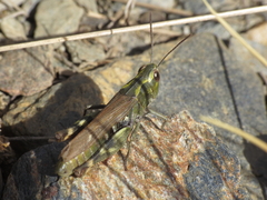 Chorthippus binotatus