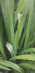 Hemerocallis fulva