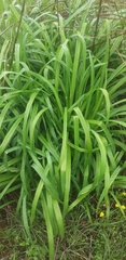 Hemerocallis fulva