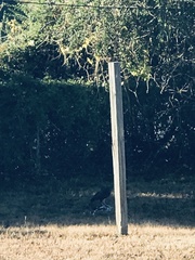 Accipiter cooperii