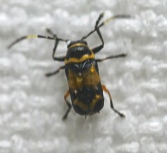 Rhombosternus saundersi