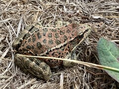 Rana draytonii