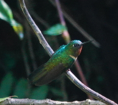 Heliangelus amethysticollis