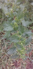 Urtica urens