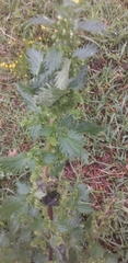 Urtica urens