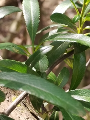 Pyracantha angustifolia
