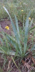 Bulbine narcissifolia
