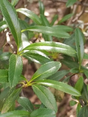 Pyracantha angustifolia