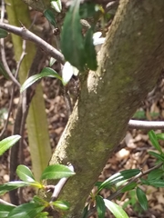 Pyracantha angustifolia