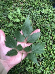 Cardiospermum grandiflorum