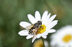 Eristalis bogotensis