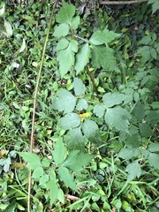 Cardiospermum grandiflorum