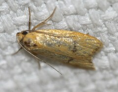 Tachystola ptochodes