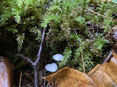 Mycena filopes