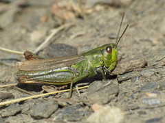 Chorthippus binotatus