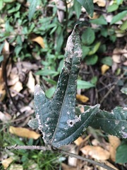 Hibiscus heterophyllus