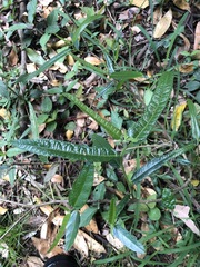 Hibiscus heterophyllus