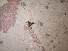 Alpaida gallardoi